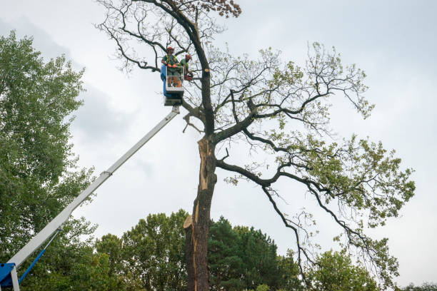 Trusted Front Royal, VA  Tree Services Experts