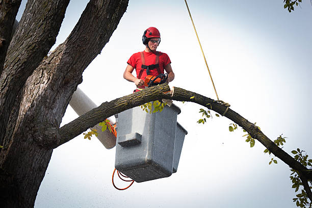 Best Tree Disease Treatment  in Front Royal, VA